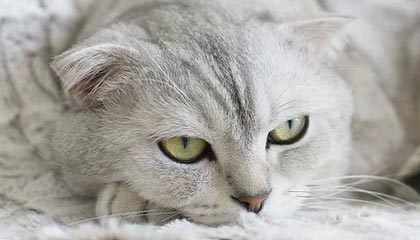 OnlyFans深度揭秘：八卦风波背后，当事人在后台的角色罕见令人意外